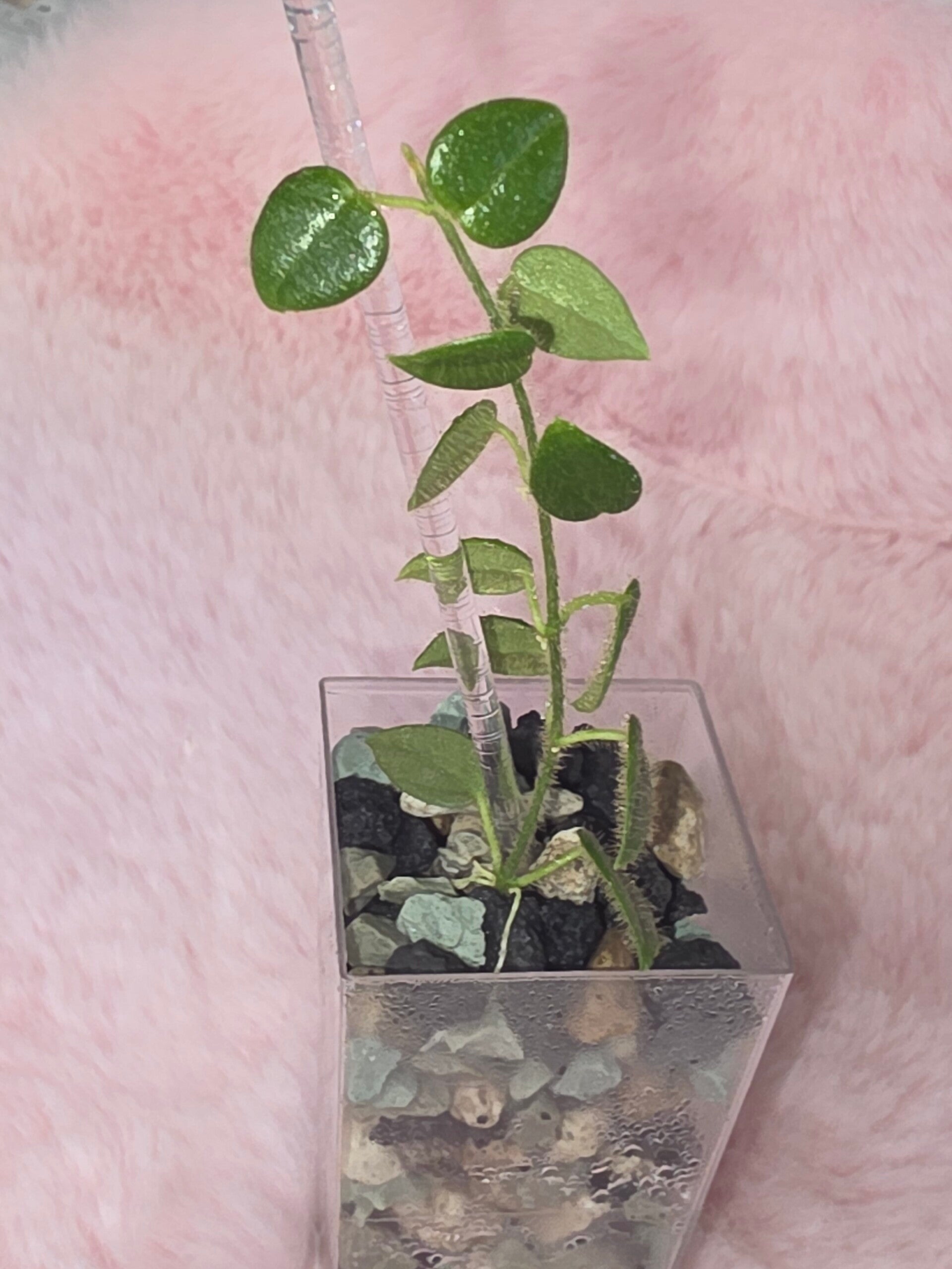 Hoya Sp. Mini Papuya Sulawesi flauschig