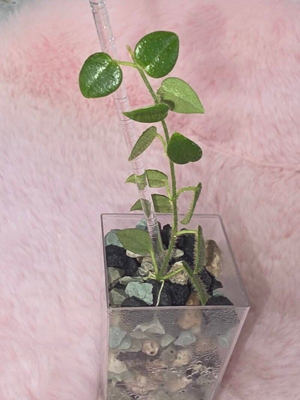 Hoya Sp. Mini Papuya Sulawesi flauschig