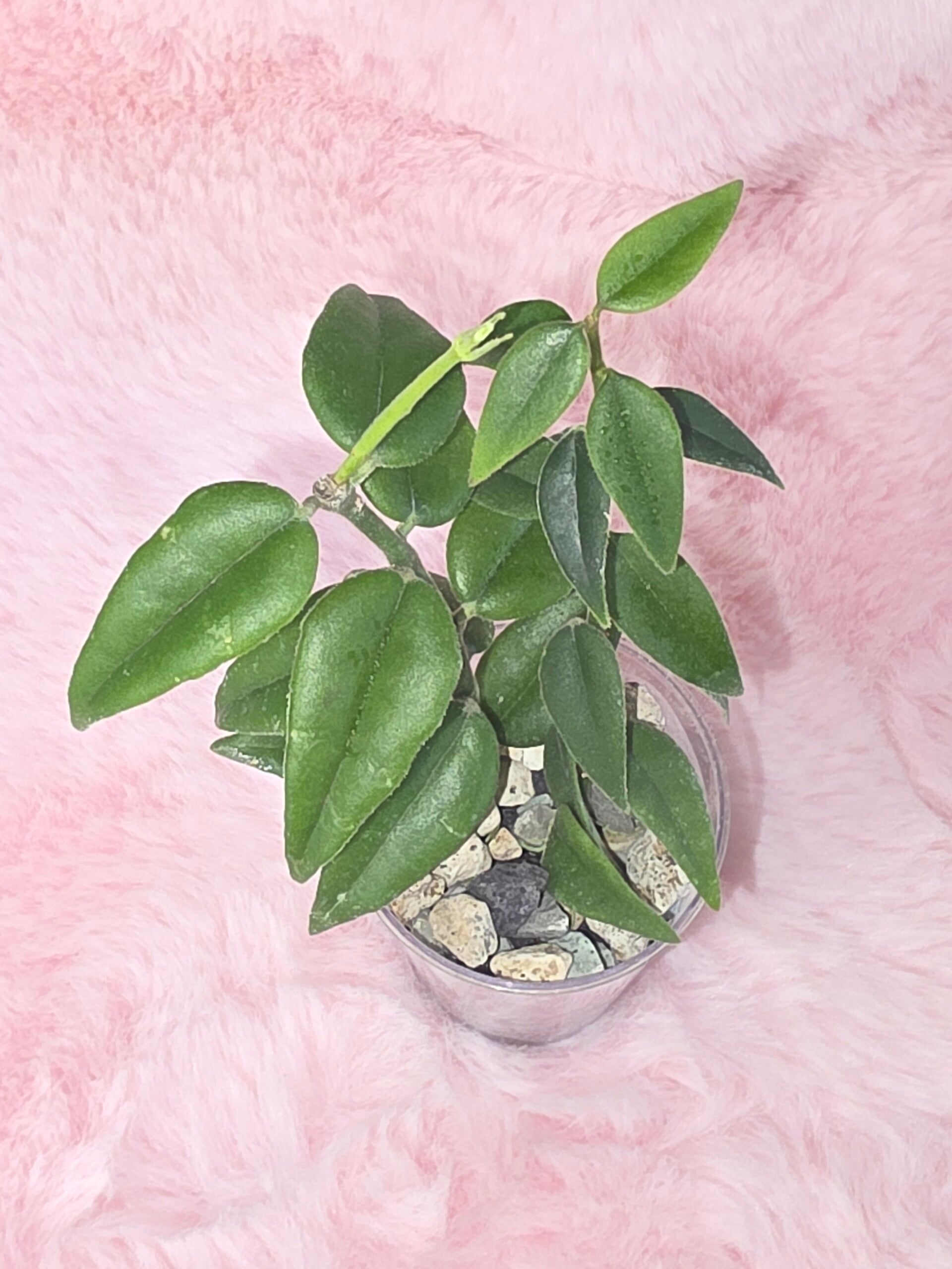 Hoya bella