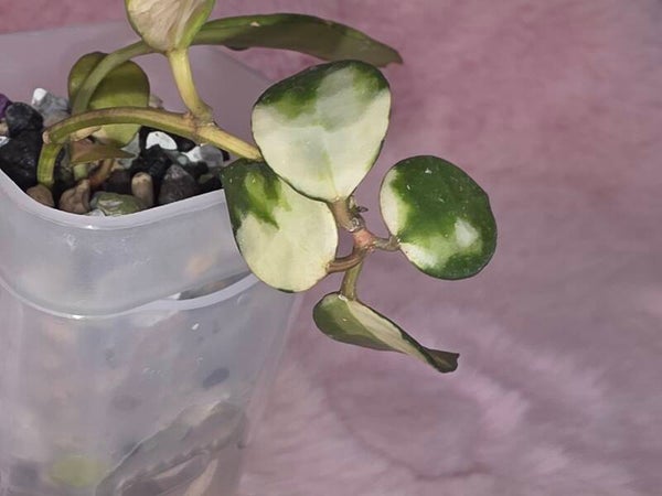 Hoya lacunosa Platano variegata