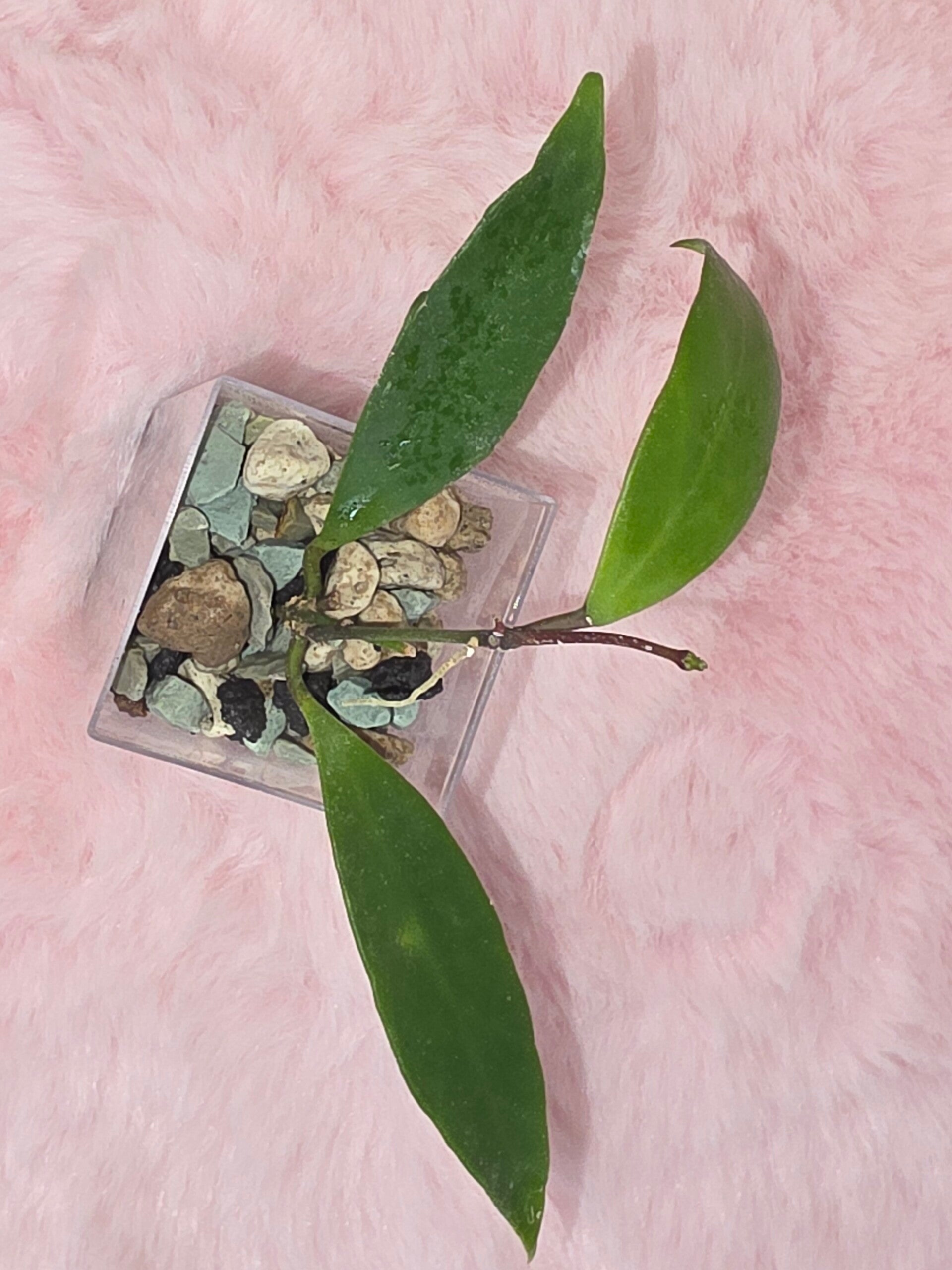 Hoya Sp. Haruku GPS 3759