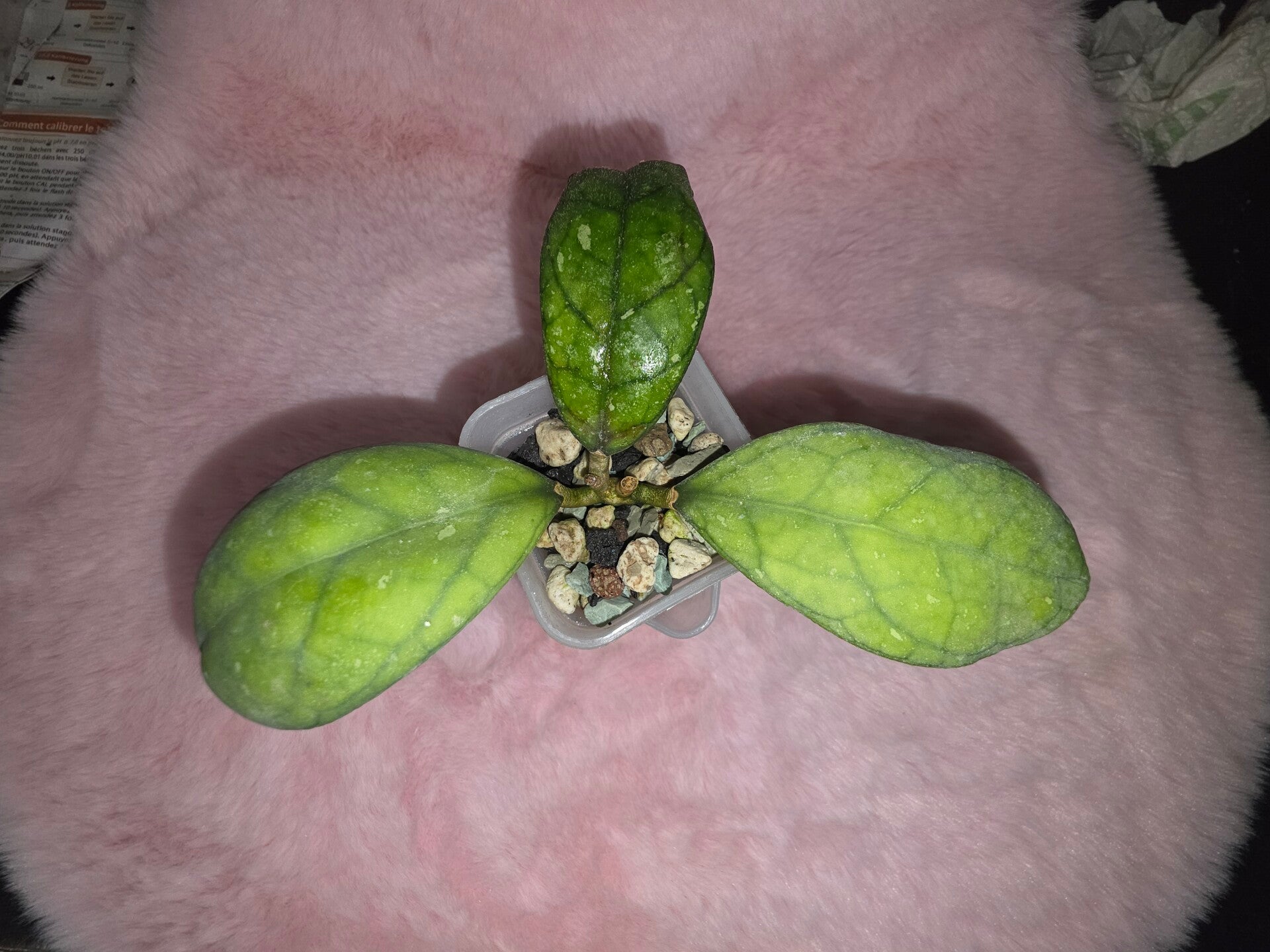 Hoya larisa bewurzelt