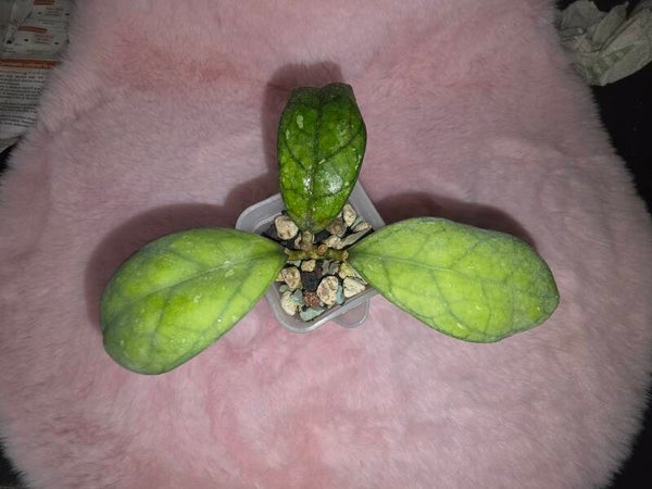 Hoya larisa bewurzelt