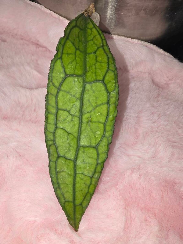 Hoya clemensiorum Aceh