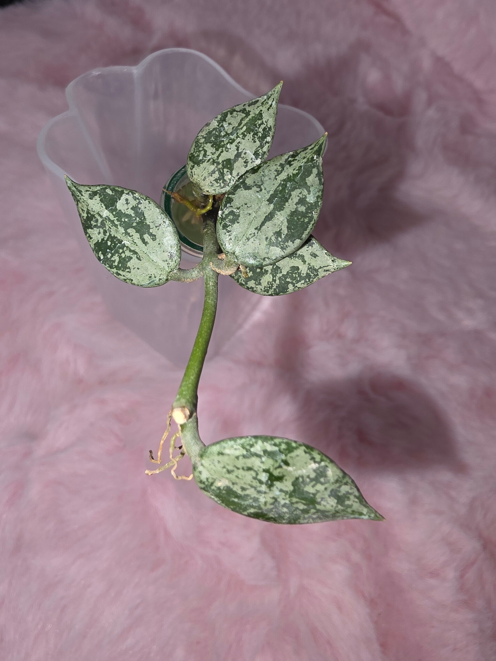 Hoya lacunosa Leopard Skin