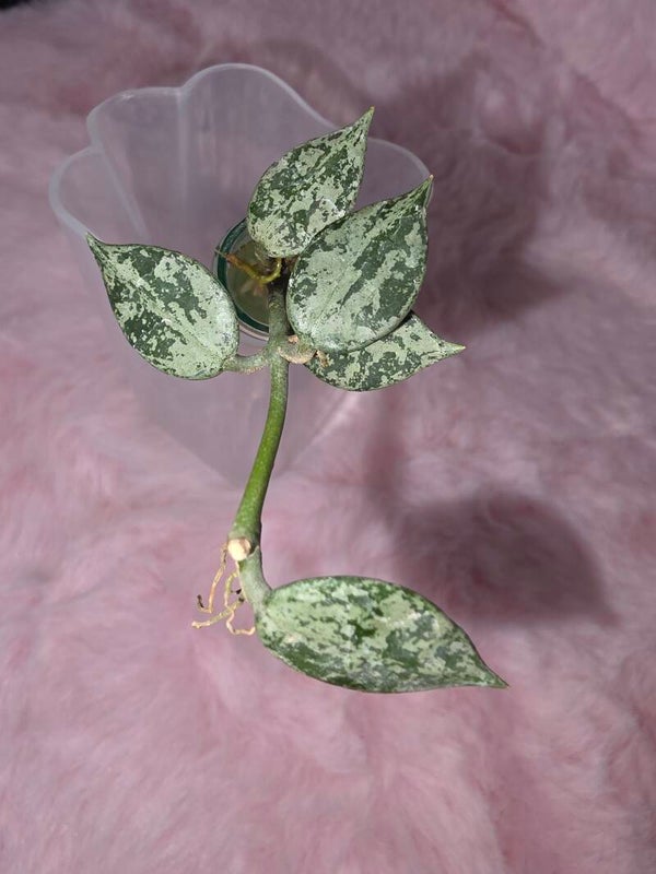 Hoya lacunosa Leopard Skin