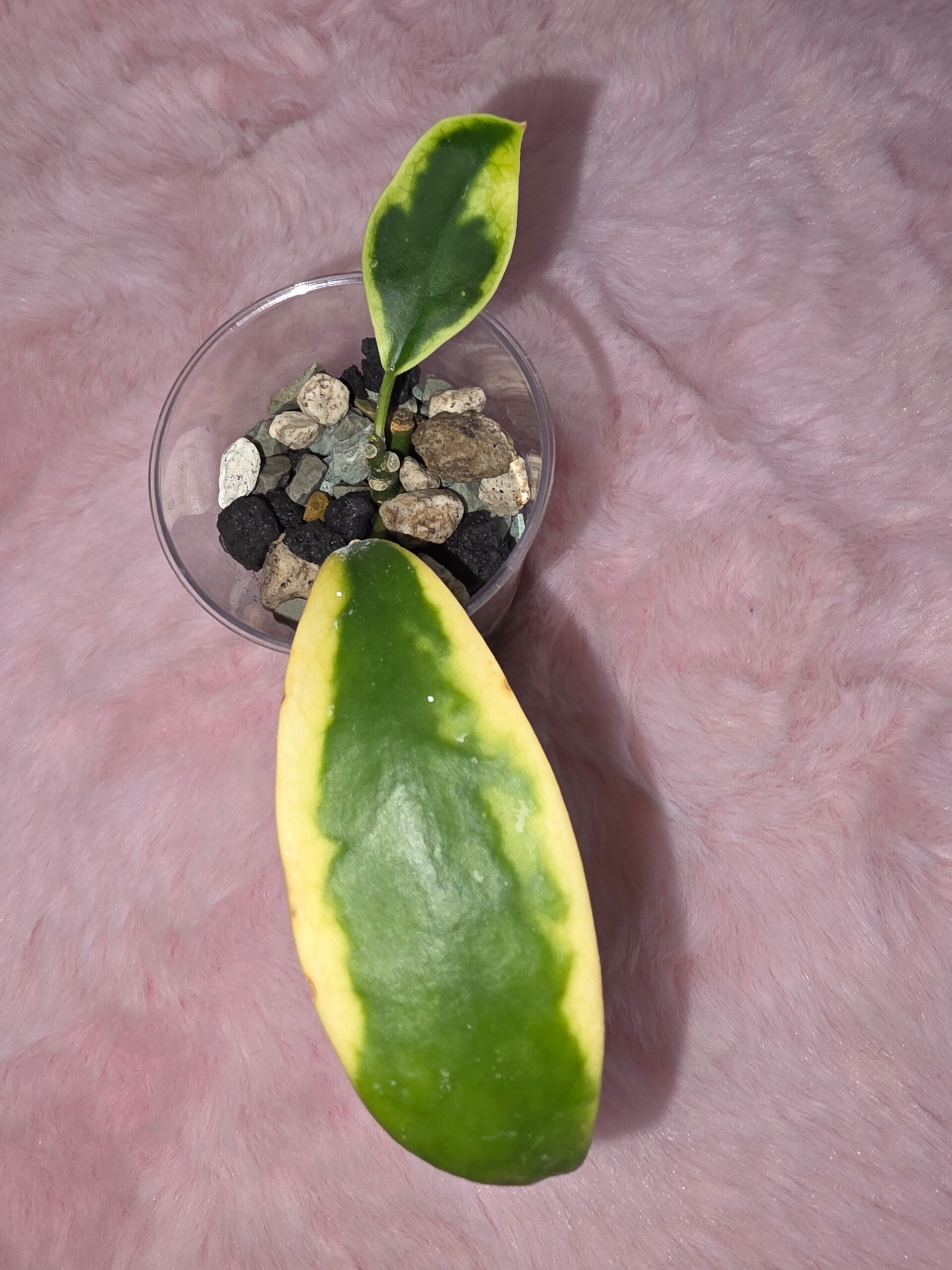 Hoya acuta ( verticillata ) outer variegata Albo