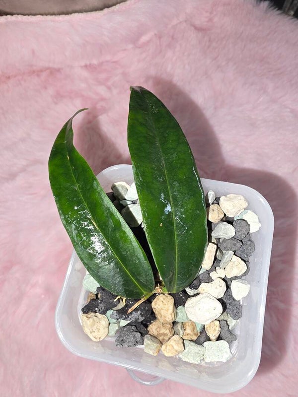 Hoya paradisea IM-04 bewurzelt