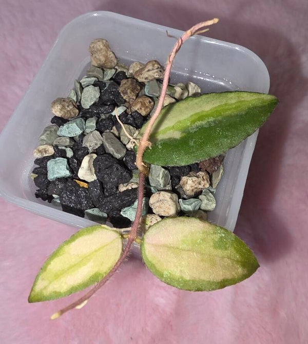 Hoya caudata variegata Kopfsteckling