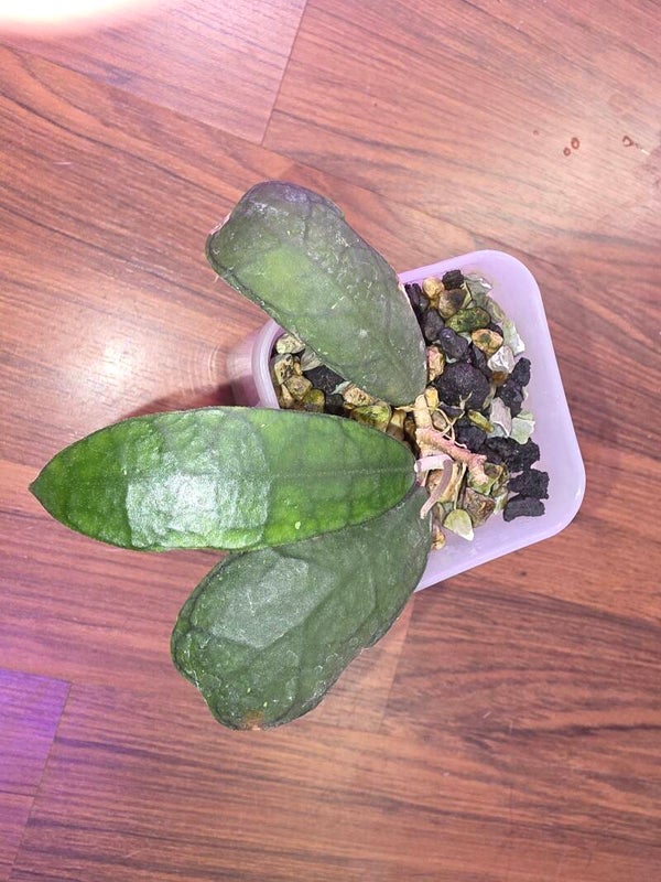 Hoya Sp. Aceh mutia
