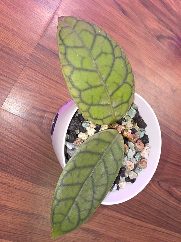 Hoya callistophylla Sp. Kuraci sehr selten
