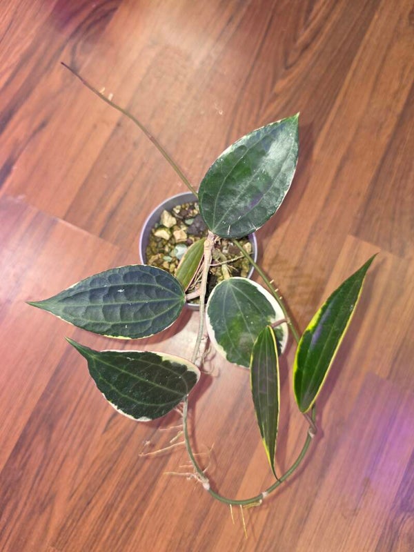 Hoya latifolia Albo outer variegata
