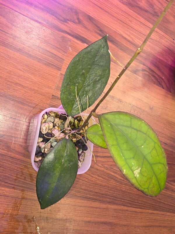 Hoya Puom Siam Ruby (PMP176) joy x jennifer