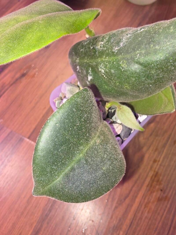 Hoya calcyna Stargazer flauschig