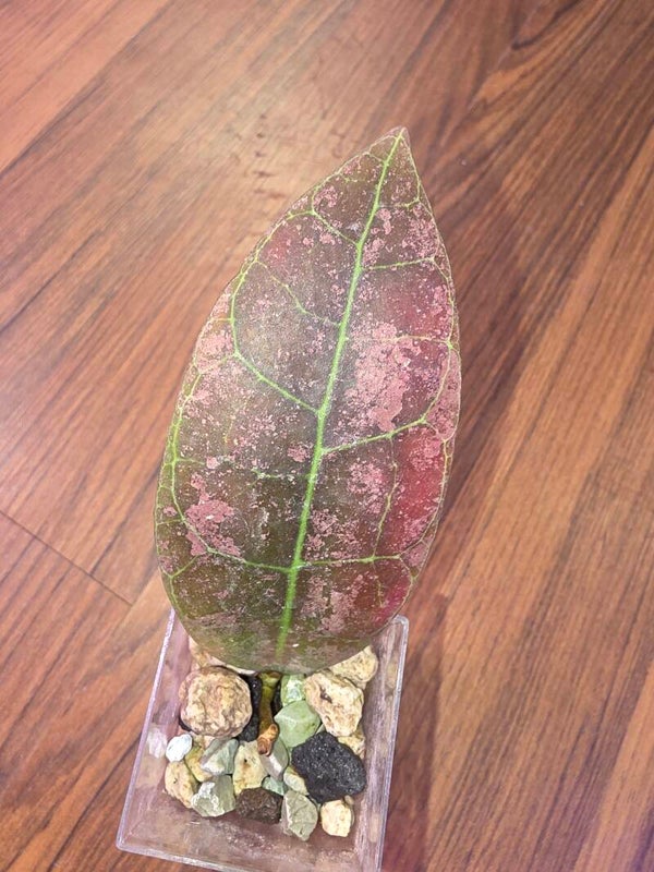 Hoya Aff. Lambii pink Splash sunstressed