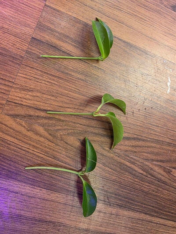 Hoya chloreuca Steckling