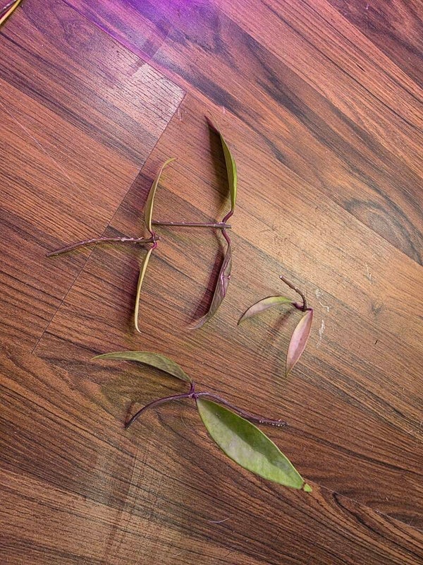 Hoya Hybrid sulawesiana x verticillata (ex pallida)