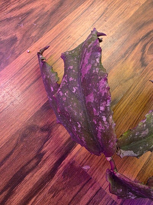 Hoya undulata Purple - Silver Splash