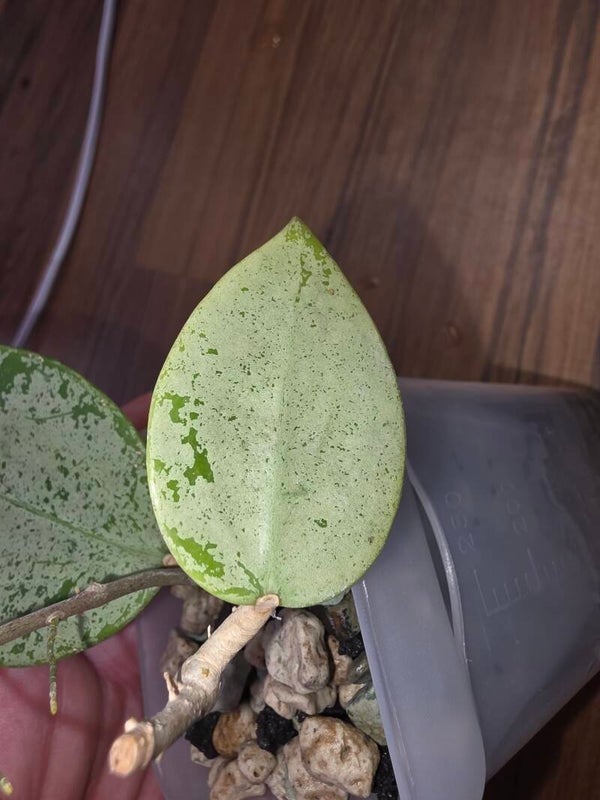 Hoya verticillata Silver Heart