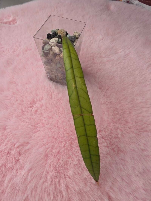 Hoya callistophylla Junge Spear narrow Leaf