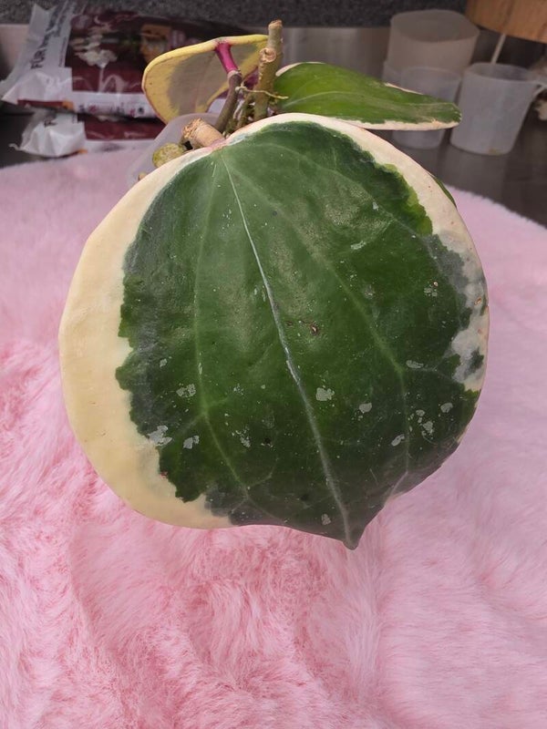 Hoya latifolia albo outer variegata round Leaf