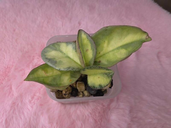 Hoya carnosa Argentea Princess großer Kopfsteckling