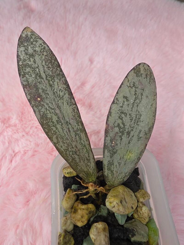 Hoya sigillatis AH-001 Silver leicht bewurzelt