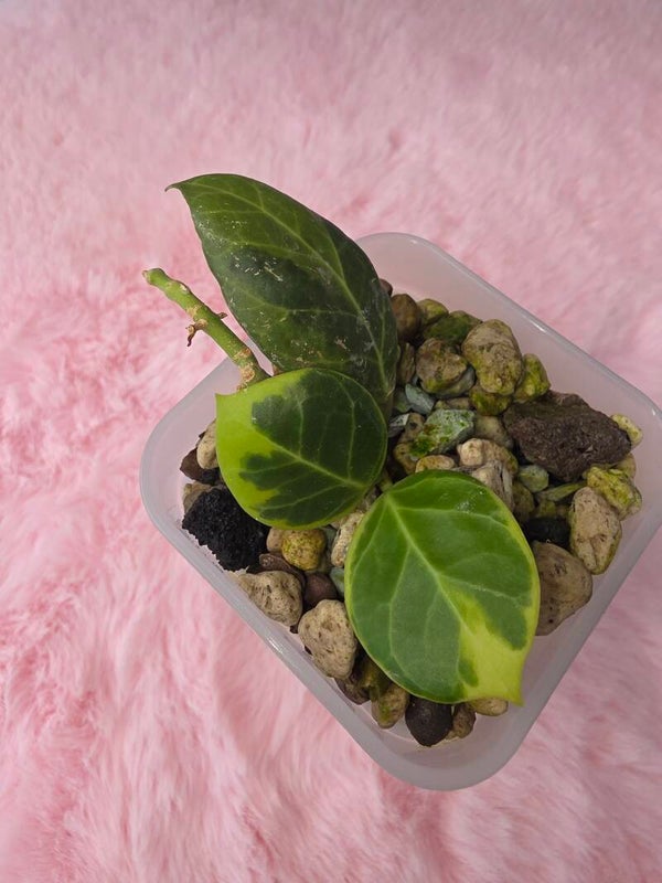Hoya obscora albo outer variegata