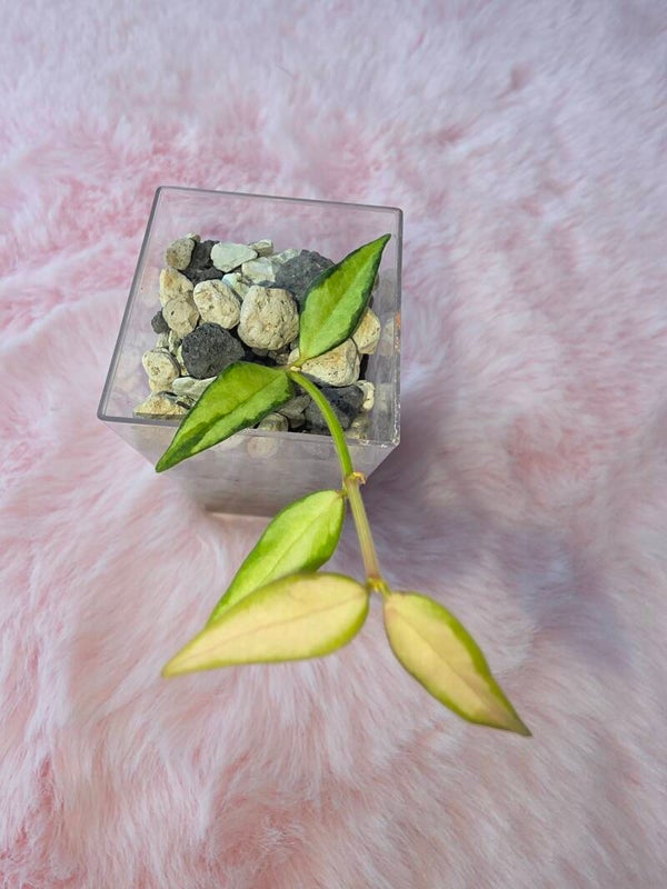 Hoya bella inner variegata "Luis Bois"