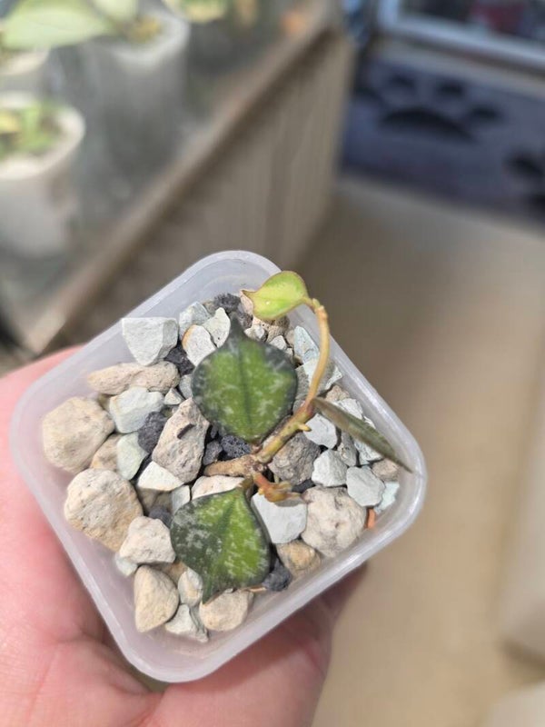 Hoya curtisii inner variegata