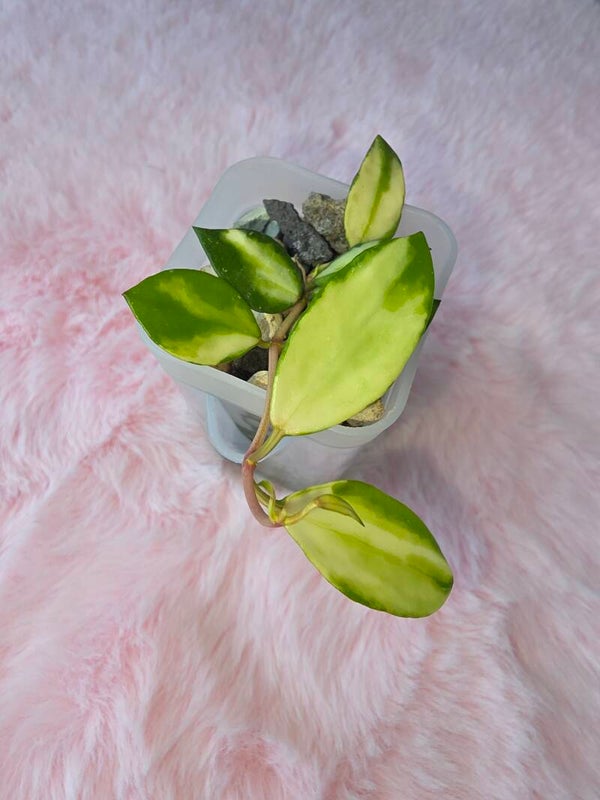 Hoya lacunosa Platano variegata