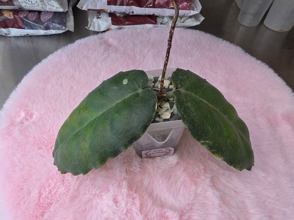 Hoya versteegii bewurzelt