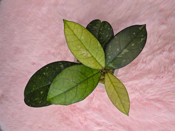 Hoya crassipetiolata Splash round Leaf