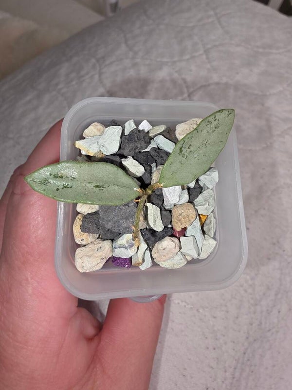 Hoya lima Silver