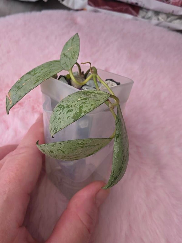 Hoya lacunosa Green Flame