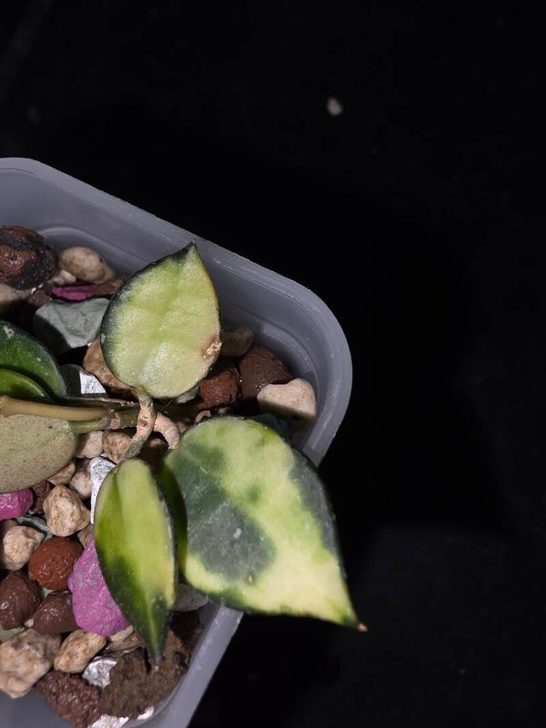 Hoya lacunosa Illumi variegata