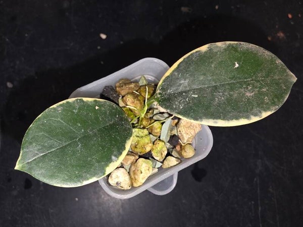 Hoya australis "Blondie" outer variegata Albo