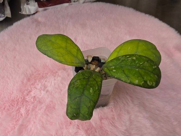 Hoya larisa bewurzelt
