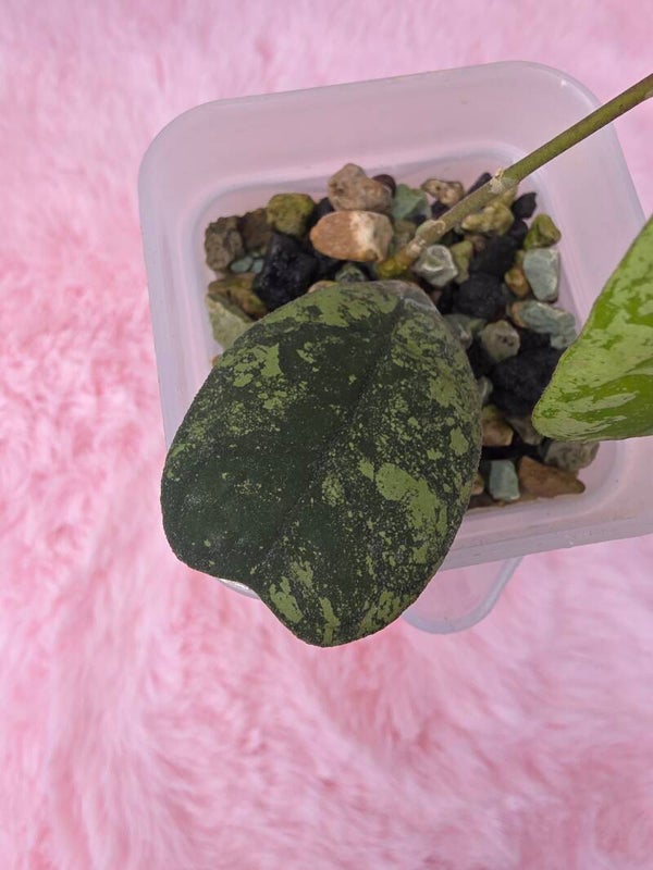 Hoya deykei deykeae Silver Morning Dew