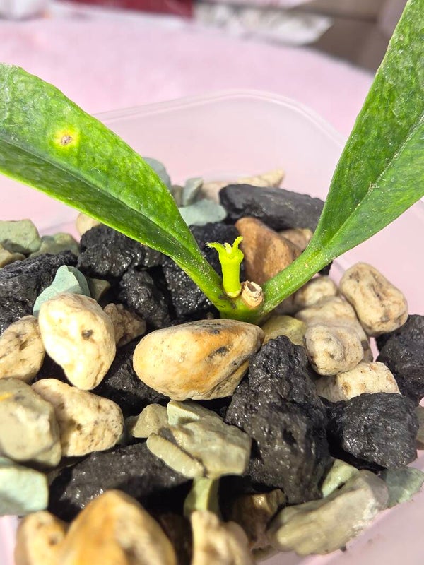 Hoya irisae Silver