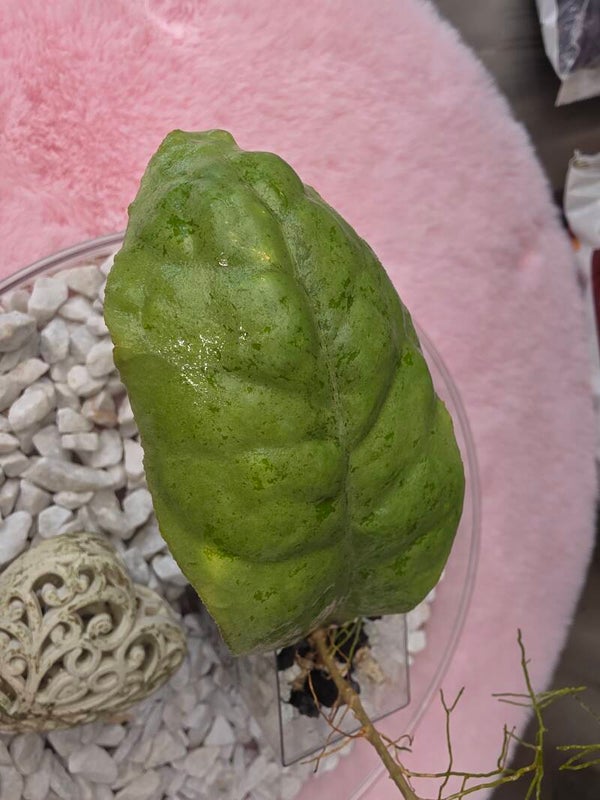 Hoya farbesii Silver