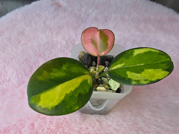 Hoya australis inner variegata Tricolour "Pechock Feathers"