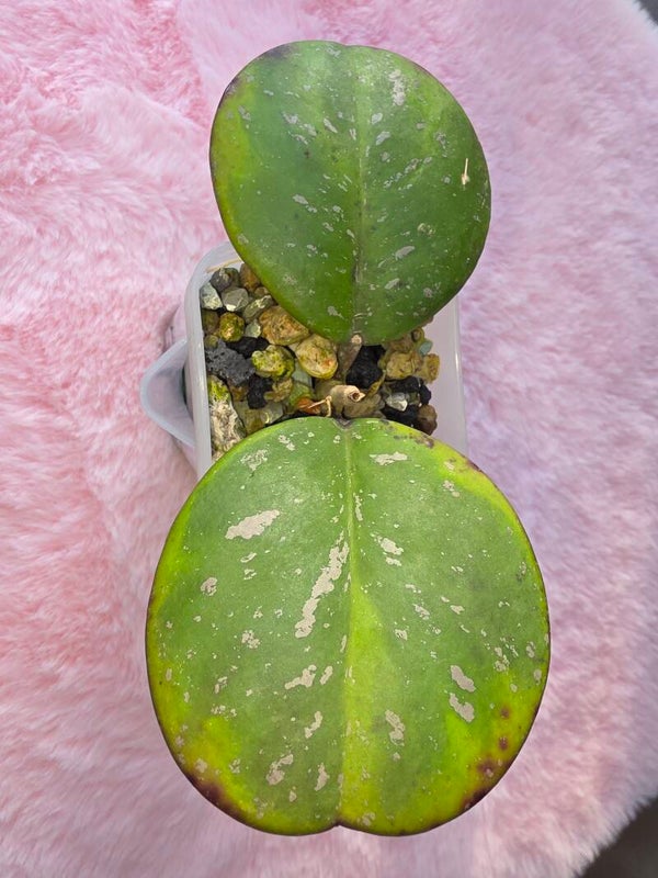 Hoya obovata Amelia outer Variegata