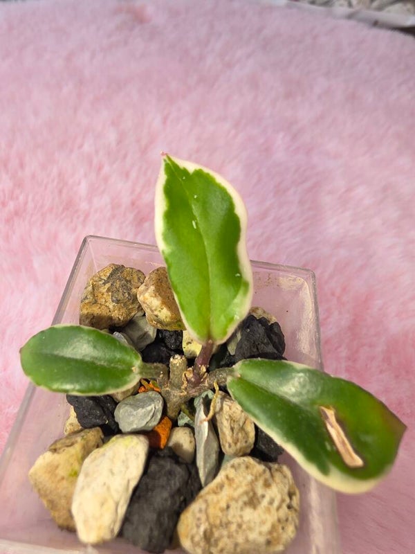 Hoya carnosa Holliana outer variegata (Albo)