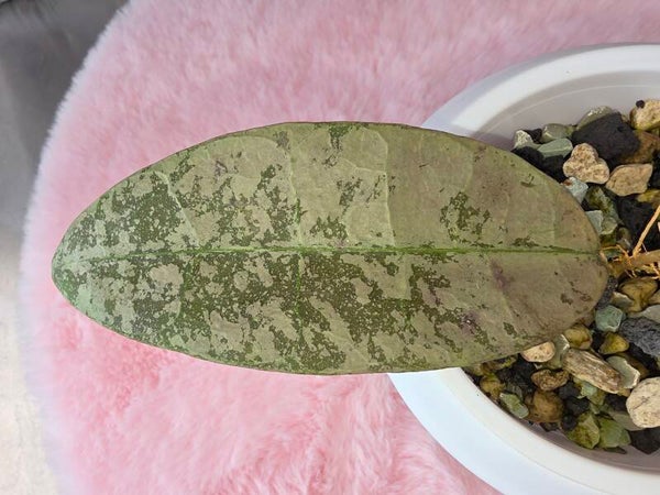 Hoya AFF. Lambii Silver