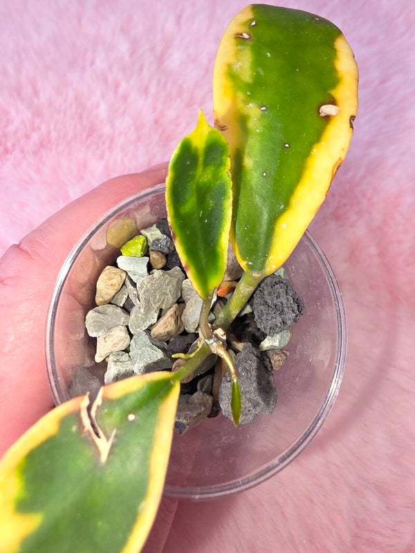 Hoya acuta ( verticillata ) outer variegata Albo