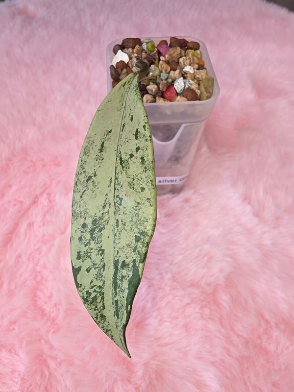 Hoya pubicalyx Pink Silver Ghost