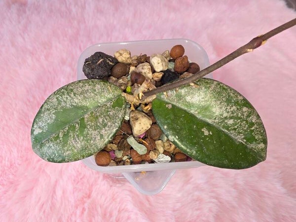 Hoya carnosa Wilbur Graves China