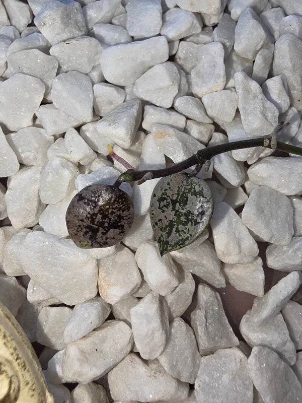 Hoya lacunosa Black Aurora