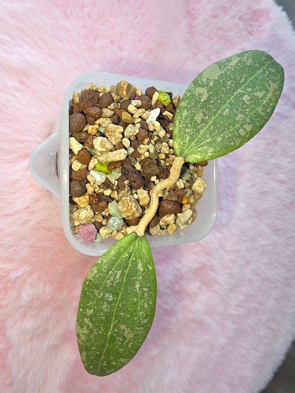 Hoya verticillata wibergiae Pink Splash